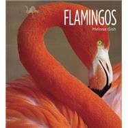 Flamingos 9781628320022