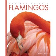 Flamingos 9781628320886