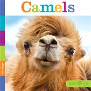 Camels 9781628321135