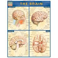 Brain
