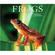 Frogs 2016 Calendar 9781770855342