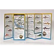 Sanibel & Captiva Fishes: Folding Guide