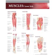 Lippincott Williams  Wilkins Atlas of Anatomy Musculature Chart Lower Limb