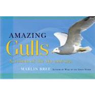 Amazing Gulls Acrobats of the Sky and Sea
