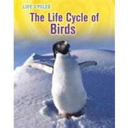 The Life Cycle of Birds